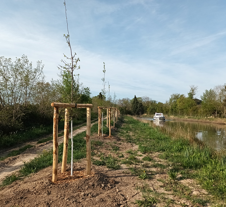 Replantation canal du Midi